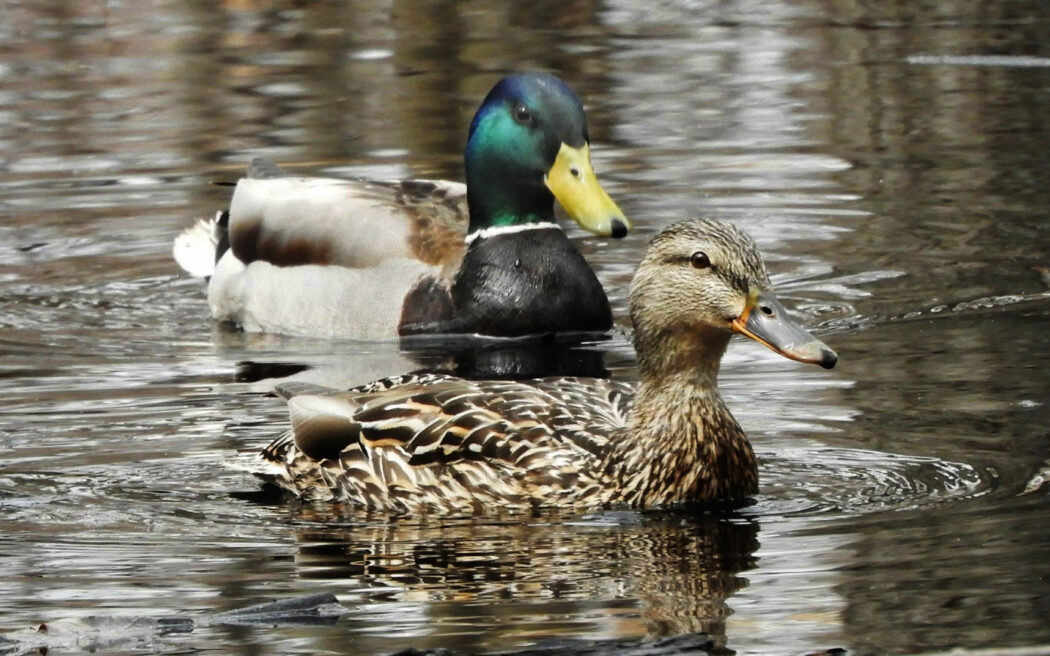 rousseau-forest_ducks_westmountmag