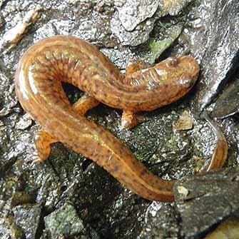 Spring Salamander - WestmountMag.ca