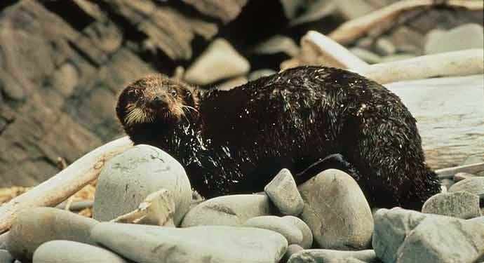 seal covered in oil - WestmountMag.ca