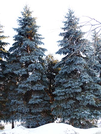 Silver firs