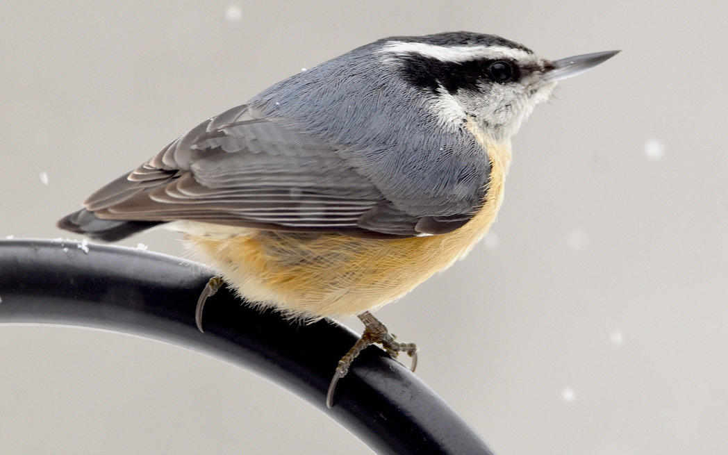 sittelle-à-poitrine-rousse_westmountmag