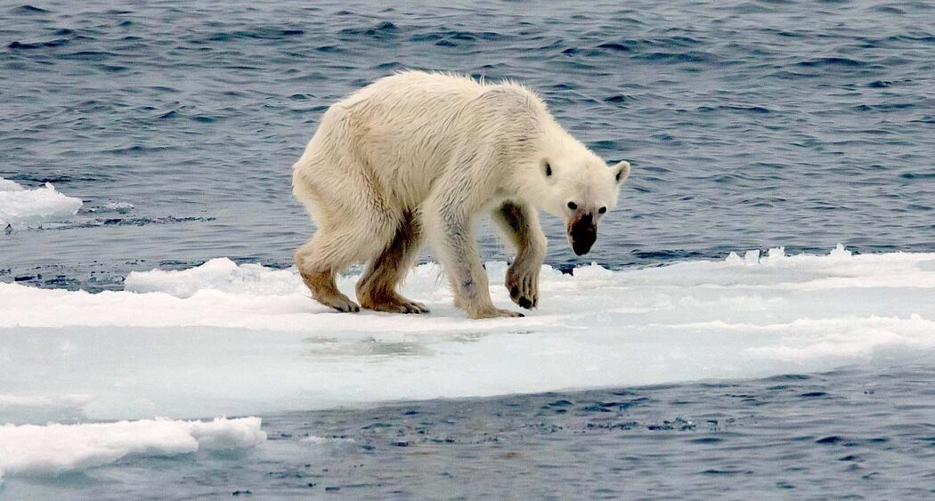 starving-polar-bear-691