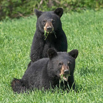Two-year-old black bears