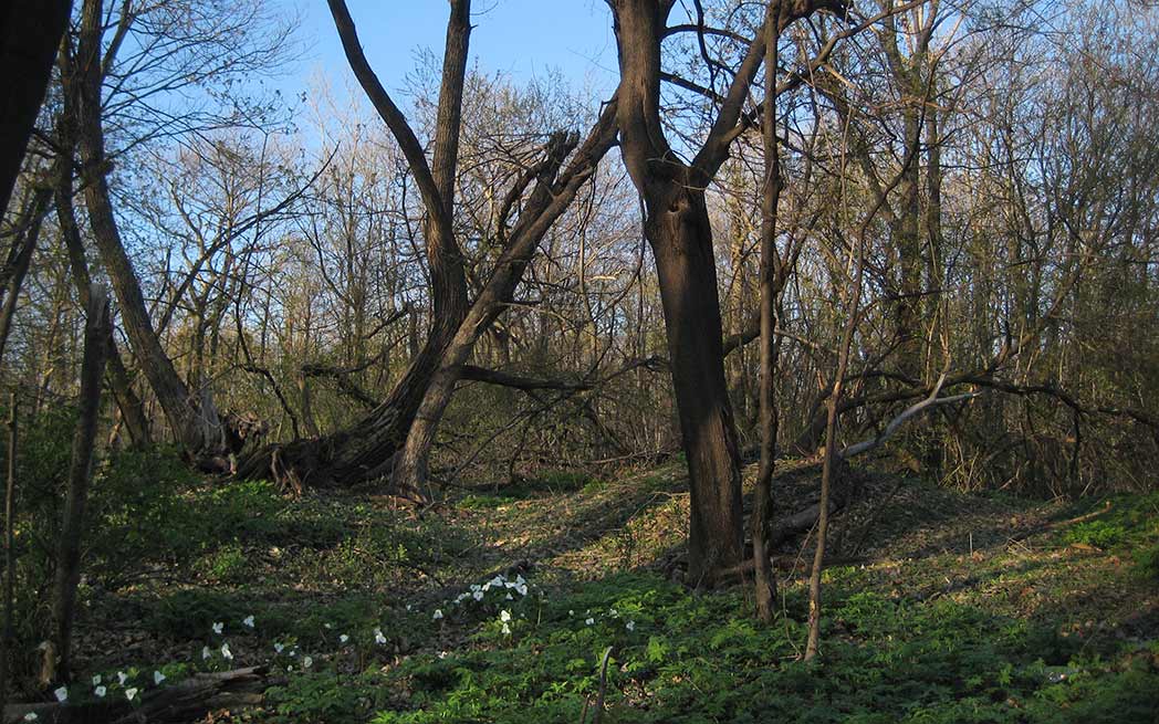 summit-lookout_1048-2