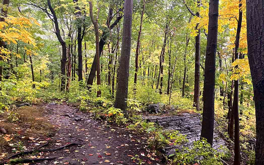 summit-woods–nigel-goddard-1048