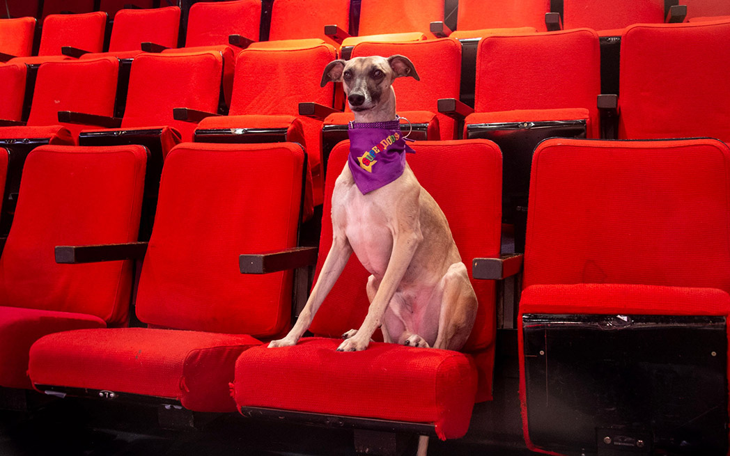 superdogs_1048_westmountmag.ca