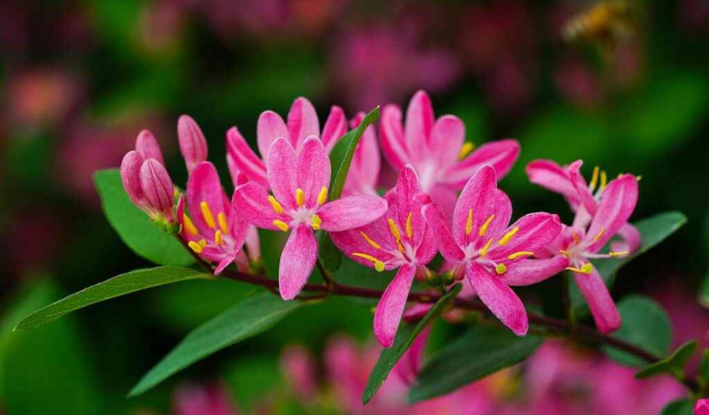 Tatarian Honeysuckle blossom