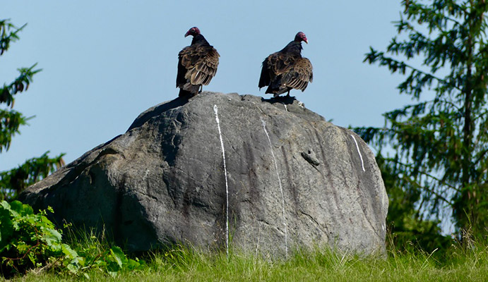 vultures at Butterfly Fields