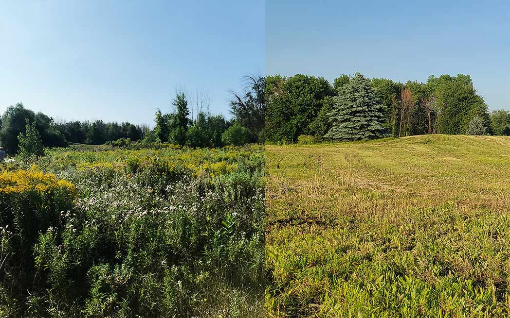 technoparc-monarch-field-before-and-after-razing-1048