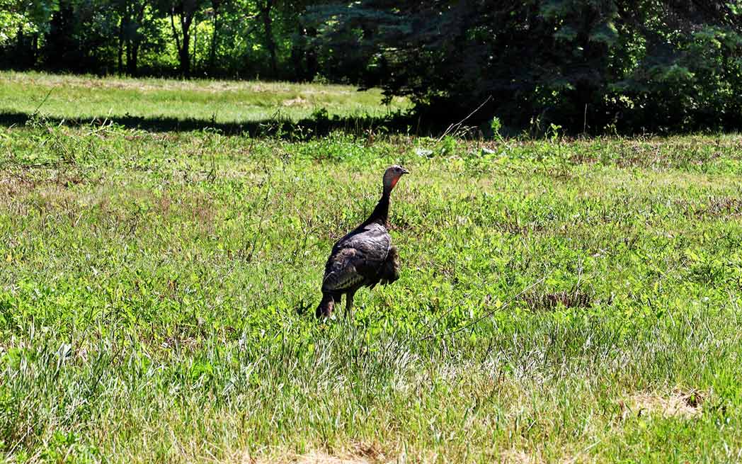 technoparc-monarch-fields-wild-turkey