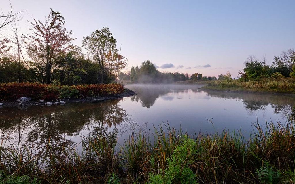 Technoparc wetlands ecosystem