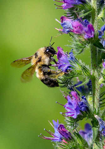 Bee visiting flowers