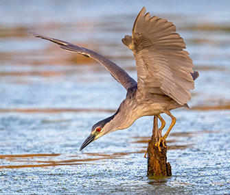 Black Crowned Night Heron fishing