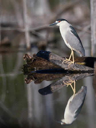 Black Crowned Night Heron