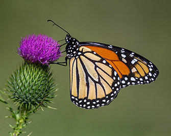 Monarch Butterfly on Thistle