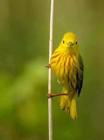 Yellow Warbler 