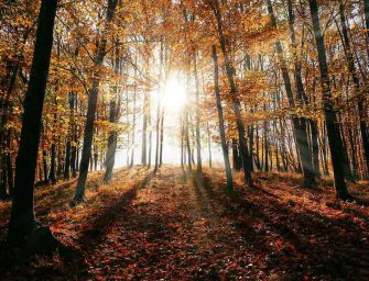 Pause For Poetry: <br loading=