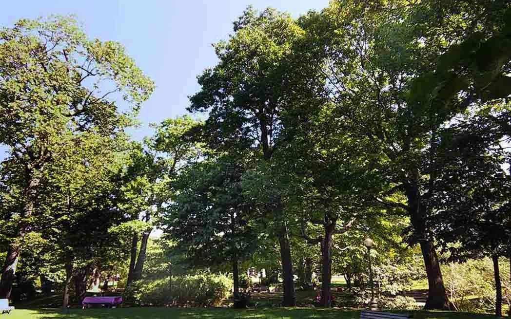 trees5_feature_MICHAEL-WALSH_westmountmag