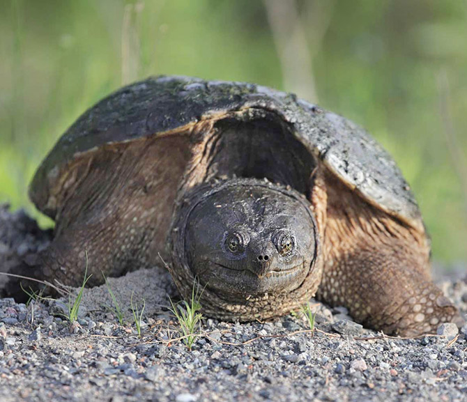 Snapping turtle