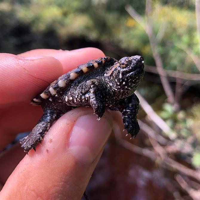 turtle hatchling