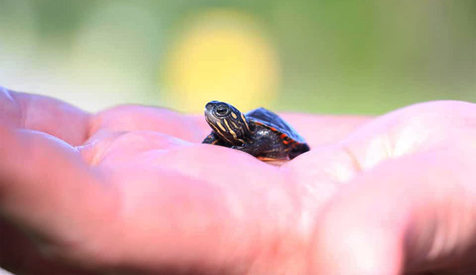 Turtle hatchling