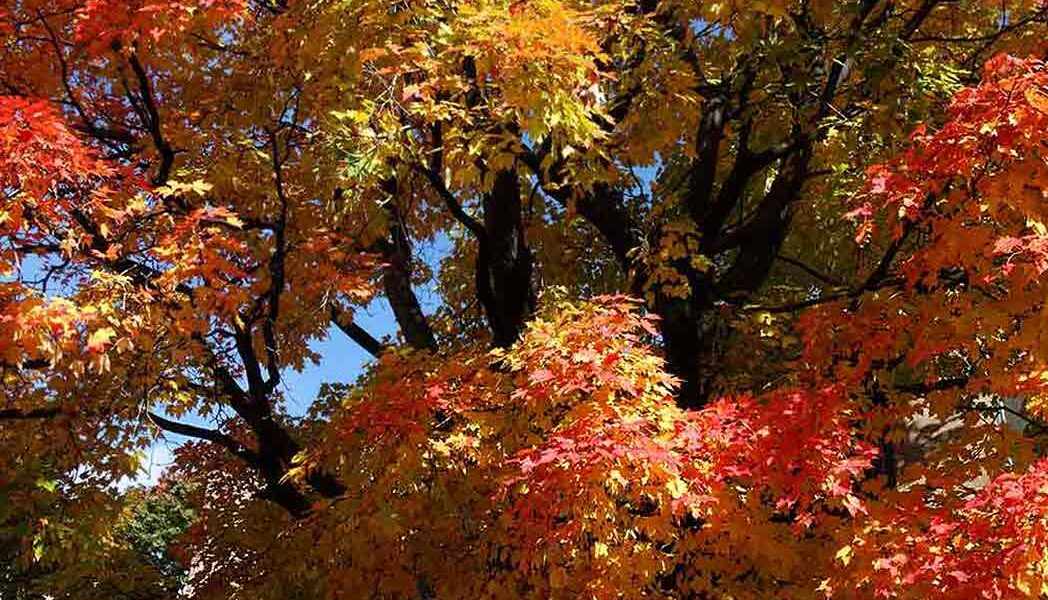 Érables / Maple trees - WestmountMag.ca