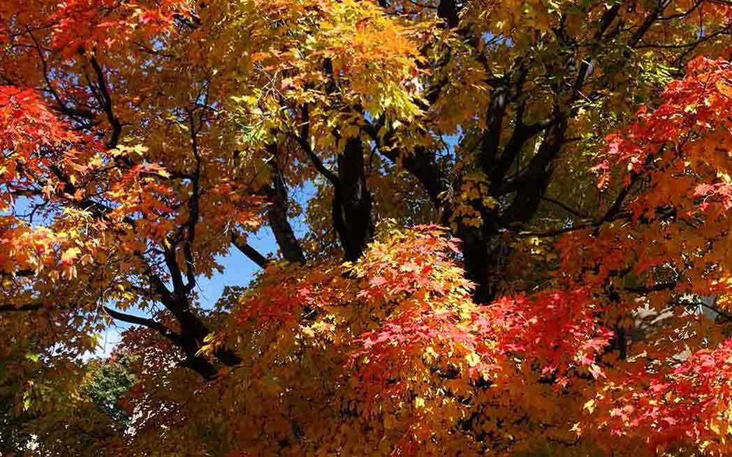 westmount-maples_1048_westmountmag