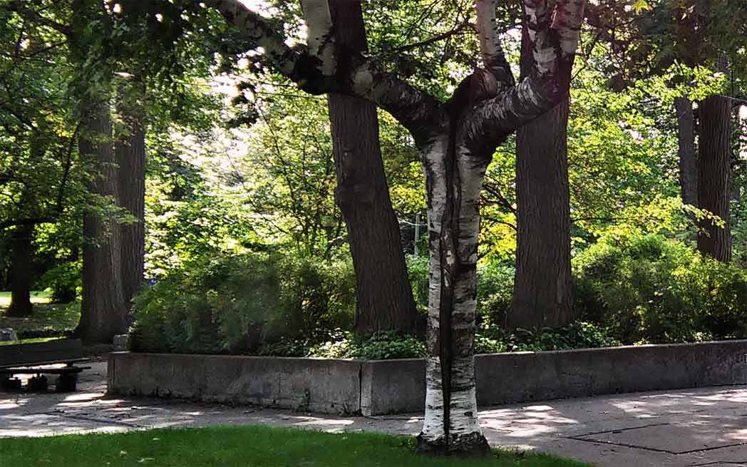 westmount-park_170828_trees7_westmountmag.ca