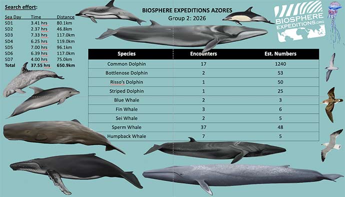 Whale and dolphin chart