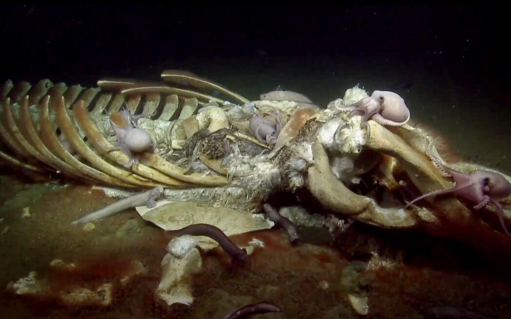 whale fall
