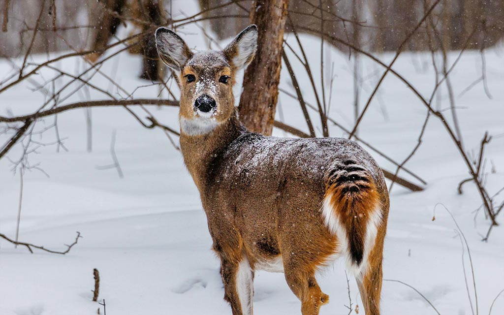 white-tailed-deer_1024