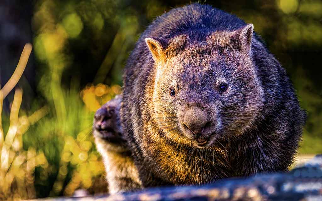 wombat_1024