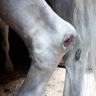 Montreal calèche horse - WestmountMag.ca