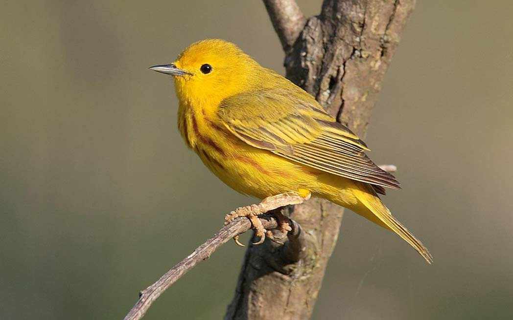 yellow-warbler_westmountmag